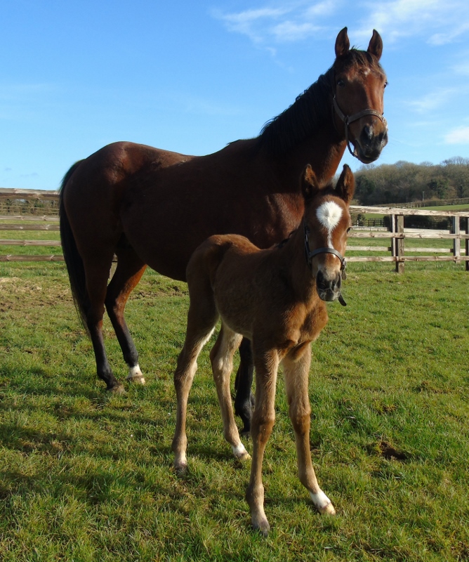2018 filly by Nathaniel